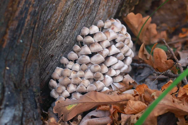 Mushroom Grows Forest Foliage — Stock Photo, Image
