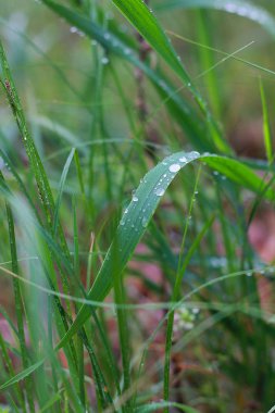 çim damla yağmur yaprakları sonra topraktan yetişir
