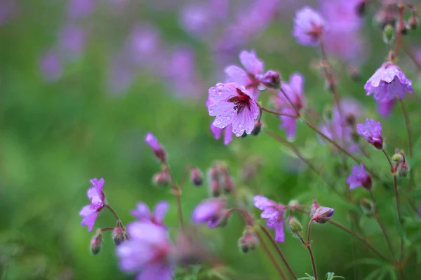 Flowers Field Rain Blurred Background Drops Dew Petals — Stock Photo, Image