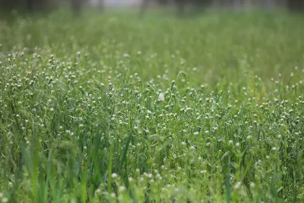 Fiori Nel Campo Dopo Pioggia Uno Sfondo Sfocato Con Gocce — Foto Stock