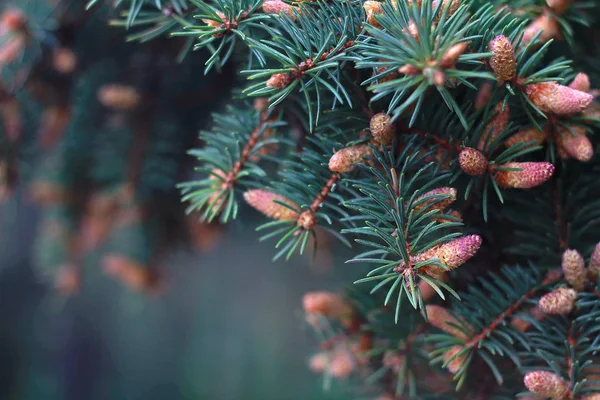 Ranní Rosa Borovicové Větvi Mladým Kuželem Raném Období Dešti — Stock fotografie