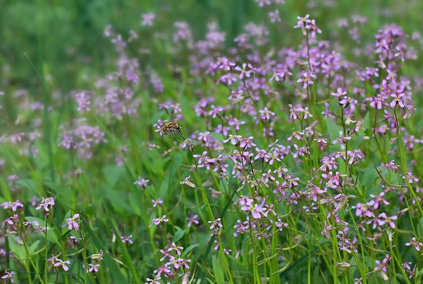 Květiny Poli Dešti Rozmazané Pozadí Kapkami Rosy Okvětních — Stock fotografie