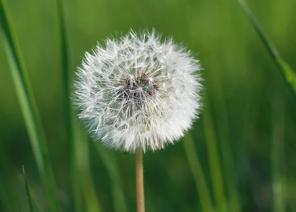bir çayır üzerinde bulanık bir arka plan üzerinde uzun bir kök üzerinde karahindiba çiçeği