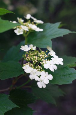 Ağacın dalında beyaz çiçekler