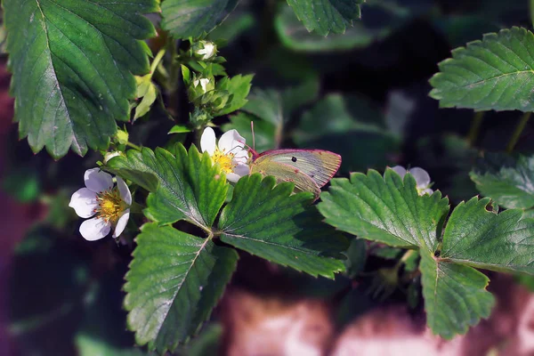 A beautiful butterfly sits on a strawberry flower when it ripens — Stock Image Beautiful Butterfly Sits Strawberry Flower Ripens Stock Picture