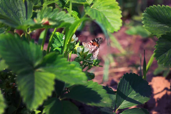 A beautiful butterfly sits on a strawberry flower when it ripens — Stock Image Beautiful Butterfly Sits Strawberry Flower Ripens Stock Picture