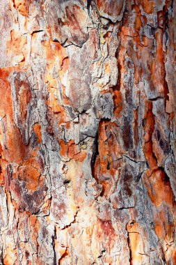 Eski bir meşe ağacının kahverengi kabuğu