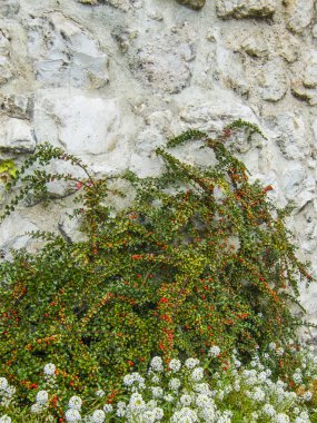 Yeşil çalı kırmızı meyveler ve taş duvar arka plan üzerinde beyaz çiçeklerle. Dağ muşmulası olgun çilek ve dokusal taş zemin üzerine sonbahar çiçeklerle. Arka plan resmi.