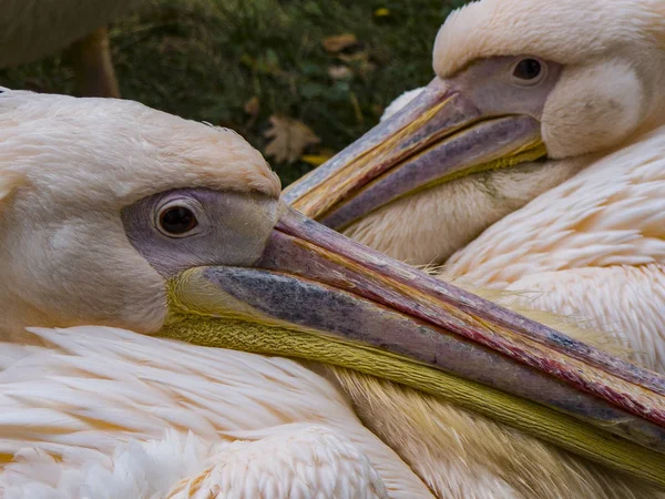 Pareja Pelícanos Rosa Polonia Zoológico Wroclaw Imagen Para Sitios Temáticos — Foto de Stock