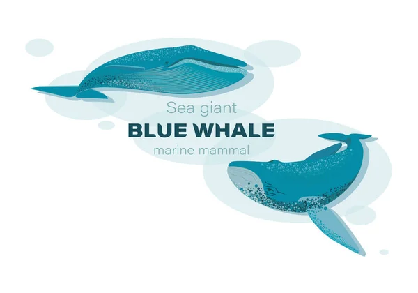 Γαλάζιες φάλαινες. Σκίτσο. Εικονογράφηση διάνυσμα με υφή splash. Θαλάσσια θηλαστικά. Σχεδιασμός αφίσας — Διανυσματικό Αρχείο