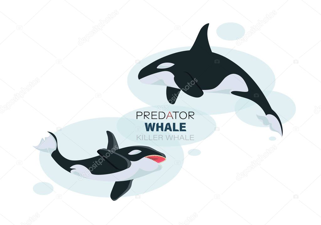 Killer whales underwater. Sketch. Vector illustration with splash texture. Marine mammals. Design for poster, textiles, t-shirt, thematic site, diving club, spearfishing isolated on a white background