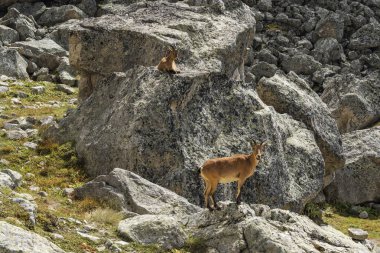 Kayaların üzerinde feral dağ keçisi çifti. 