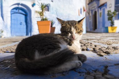 Güzel sokak kedisi: Chefchaouen, Morocco Caddesi üzerinde yükselen güneş ışınlarının tadını çıkarma. Fas ve üzerlerinde yaşayan kedi güzel peri masalı sokaklarında. Yalnız evsiz kedi