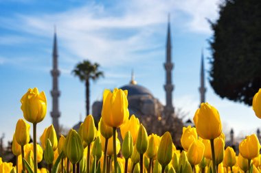 Istanbul, Türkiye-4 Nisan 2019: güzel bir bahar gününde sarı lale ve Sultanahmet Camii (Sultan Ahmet Camii) arka planda bulanıklaşır