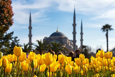 Istanbul, Türkiye-4 Nisan 2019: güzel bir bahar gününde sarı lale ve Sultanahmet Camii (Sultan Ahmet Camii) arka planda bulanıklaşır