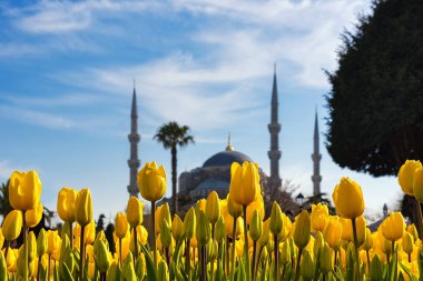 Istanbul, Türkiye-4 Nisan 2019: güzel bir bahar gününde sarı lale ve Sultanahmet Camii (Sultan Ahmet Camii) arka planda bulanıklaşır