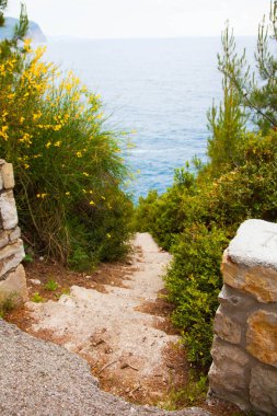 Heyecan verici deniz ve kayalar. Sahilde iğne yapraklı ağaçlar.