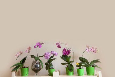 Çiçek açması orkide Phalaenopsis üst üste bir ahşap raf üzerinde durmak. Metin için yer. Bej renkli arka plan.