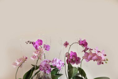 Çiçek açması orkide Phalaenopsis üst üste bir ahşap raf üzerinde durmak. Metin için yer. Bej renkli arka plan.