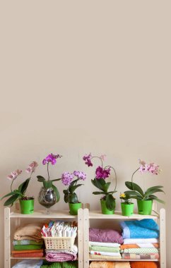 Blossoming orchids Phalaenopsis stand in a row on a wooden rack. Bed linen is on the shelves. clipart