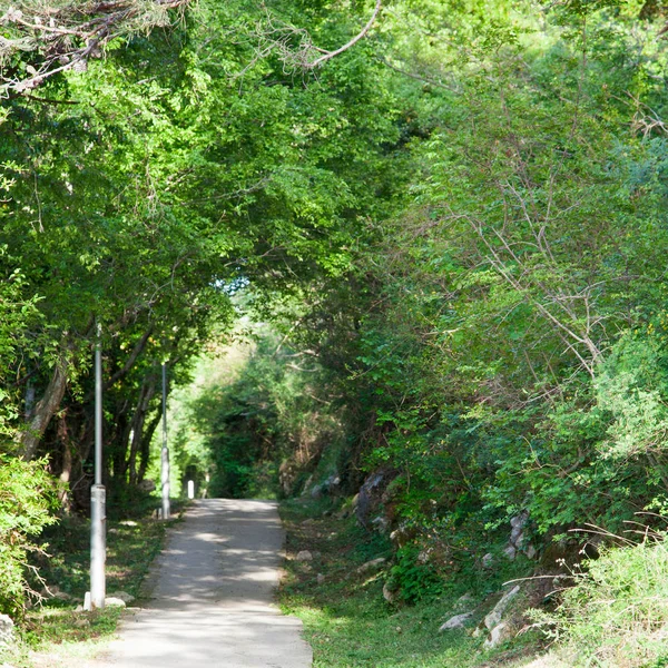 small path in tunnel of green trees