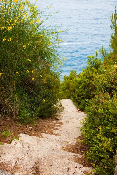 Heyecan verici deniz ve kayalar. Sahilde iğne yapraklı ağaçlar.
