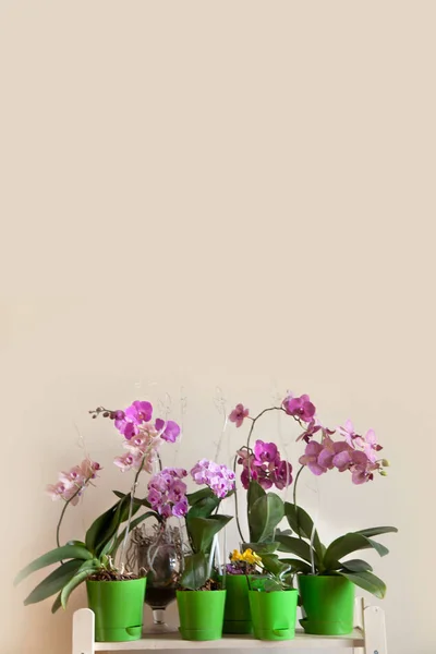 Anggrek Blossoming Phalaenopsis Berdiri Berbaris Atas Rak Kayu Tempat Untuk — Stok Foto