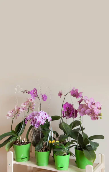 Anggrek Blossoming Phalaenopsis Berdiri Berbaris Atas Rak Kayu Tempat Untuk — Stok Foto