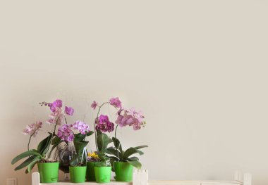 Çiçek açması orkide Phalaenopsis üst üste bir ahşap raf üzerinde durmak. Metin için yer. Bej renkli arka plan.
