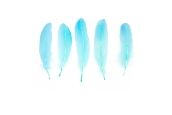 Ird Feathers Pastel Tones — Stock Photo, Image