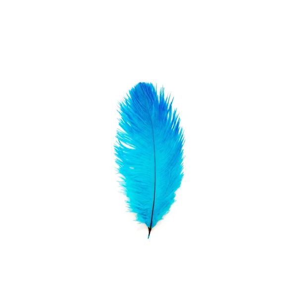 Pluma Pájaro Color Azul Fondo Blanco —  Fotos de Stock