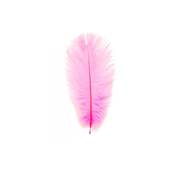 Piuma Uccello Colore Rosa Fondo Bianco — Foto Stock
