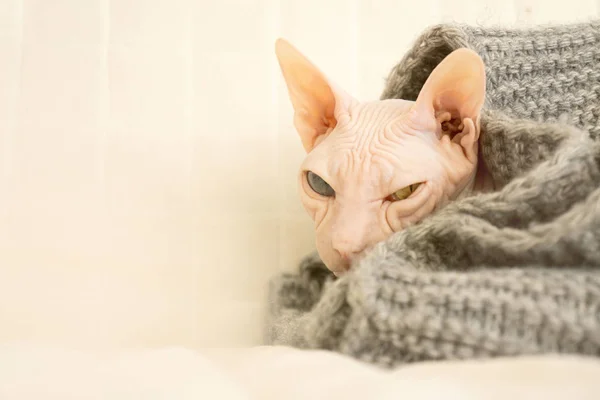 Cat Gray Scarf Woolen Yarn Knitted White Background — Stock Photo, Image