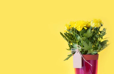 Tencerelerde Saksı bitkiler. Sarı arka plan.