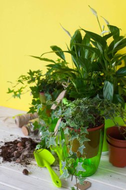 Tencerelerde Saksı bitkiler. Sarı arka plan.