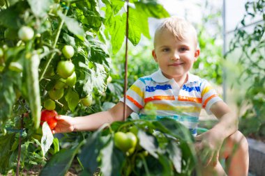 Neşeli tabaklanmış çocuk sarışın bir sera kırmızı domates toplar.