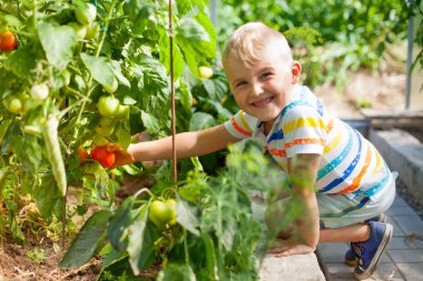 Neşeli tabaklanmış çocuk sarışın bir sera kırmızı domates toplar.