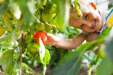 Neşeli tabaklanmış çocuk sarışın bir sera kırmızı domates toplar.