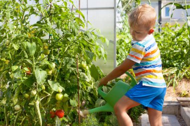 Neşeli, güneşten sarışın çocuk bir sera domates sulama.