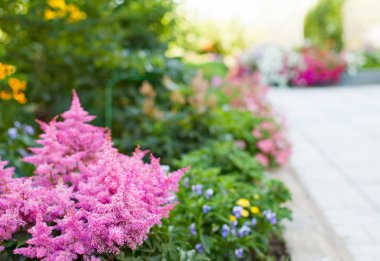 Flowerbed parlak bahçe çiçekleri.