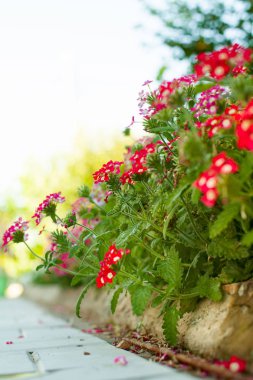 Flowerbed parlak bahçe çiçekleri.