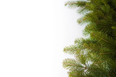 çam dalları beyaz arka plan üzerinde kenarlık, tekrar Noel için çok güzel