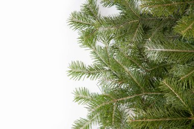 İzole taze çam dalları ile düzenlenmiş geniş Noel kenarlık 