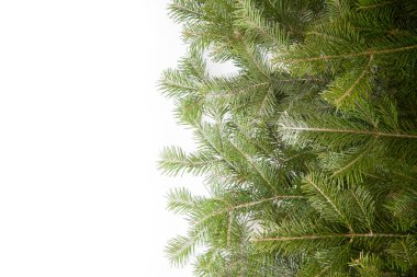 İzole taze çam dalları ile düzenlenmiş geniş Noel kenarlık 