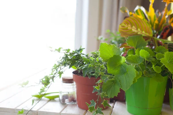 Potted Tanaman Dalam Pot Transplantasi Bunga Latar Belakang Putih — Stok Foto