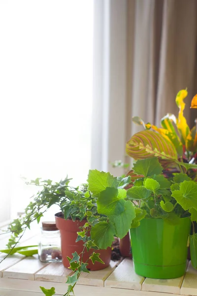 Plantas Macetas Trasplantando Flores Fondo Blanco — Foto de Stock