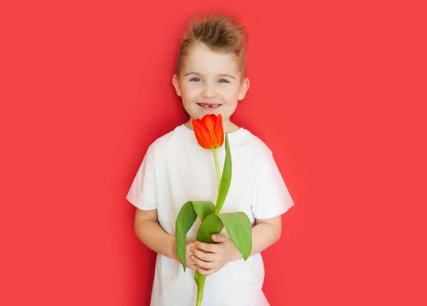 Liten pojke håller en blomma tulpan för mamma. Mors dag att celeb — Stockfoto