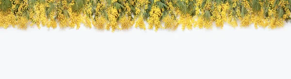 Fundo de primavera. Flor de Mimosa. Cartão para o Dia das Mães, 8 de março , — Fotografia de Stock