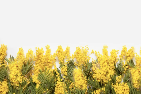 Spring background. Mimosa flower. Card for Mothers day, 8 March, — Stock Photo, Image