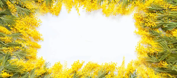 Cornice quadrata rettangolare di fiori gialli di mimosa. Indietro bianco — Foto Stock